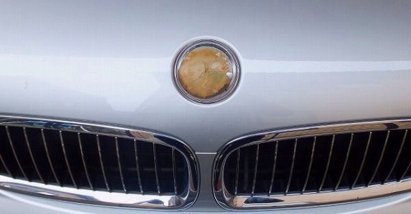 1312.jpgRe: BMWの顔なのに・・・写真